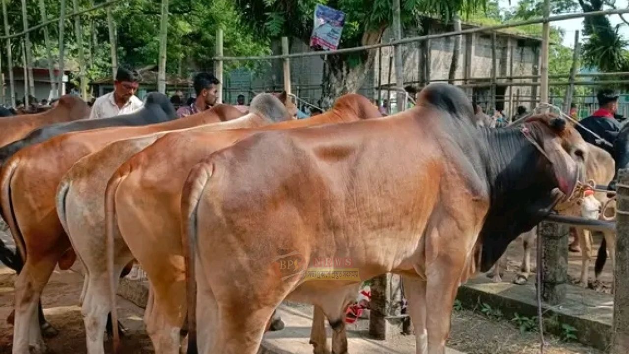 আওয়ামী লীগ নেতার জায়গায় পশুর হাট বসানো নিয়ে বন্দরে ক্ষো'ভ
