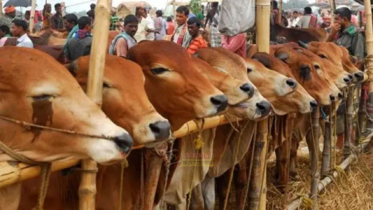 বক্তাবলীর পশুর হাটের ইজারা নিয়ে বিএনপি -জামাত,এনসিপির সংঘর্ষের শঙ্কা