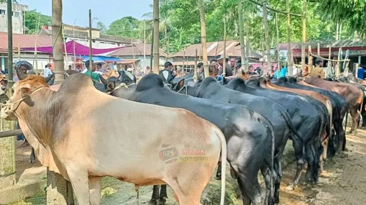 নারায়ণগঞ্জ সদরে ১৩ হাটের জন্য ১৪৮টি দরপত্র দাখিল