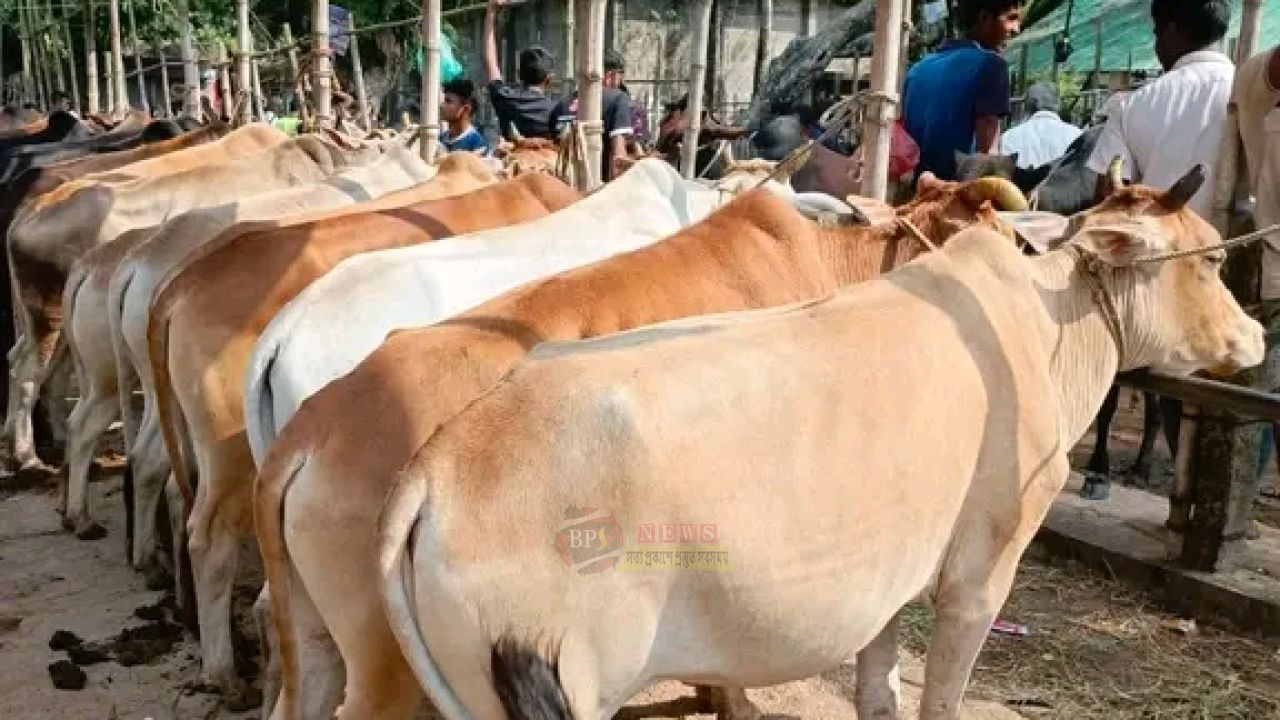 ইজারা ছাড়া জমজমাট বিএনপি নেতার অবৈধ পশুর হাট
