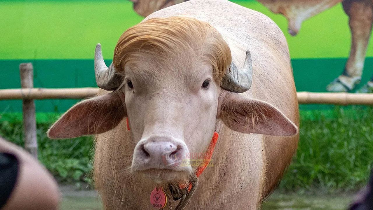 কোরবানি হচ্ছে না নারায়ণগঞ্জের আলোচিত মহিষ ‘ডোনাল্ড ট্রাম্প’  বিস্তারিত কমেন্টে...