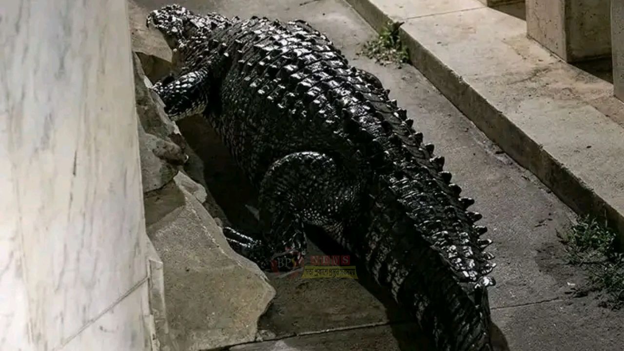 পুকুর থেকে লোকালয়ে কুমির, বন্দরে সতর্ক অবস্থানে প্রশাসন